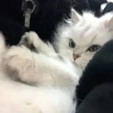 Siti Aminah avatar